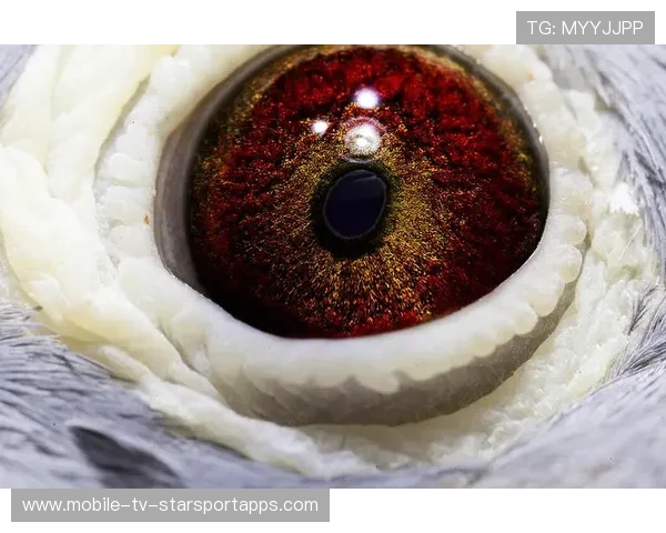 国家队训练风格微调:强化反击与高位压迫打法的实战解码 国家队训练风格微调:强化反击与高位压迫打法的实战解码